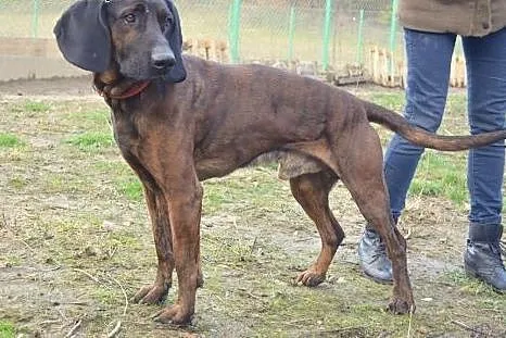 Bator-młody,przyjazny psiak w typie posokowca do adopcji,  pomorskie Gdańsk