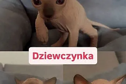 Sfinks kotki chłopcy i dziewczynki, Łódzkie, Łódź