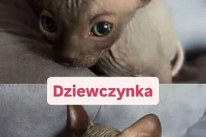 Sfinks kotki chłopcy i dziewczynki, Łódzkie, Łódź