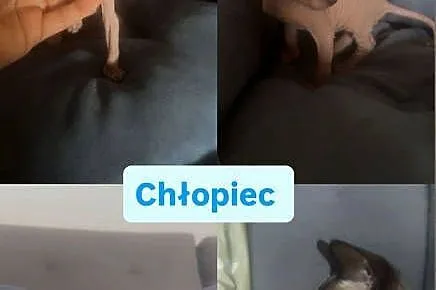 Sfinks kotki chłopcy i dziewczynki, Łódzkie, Łódź