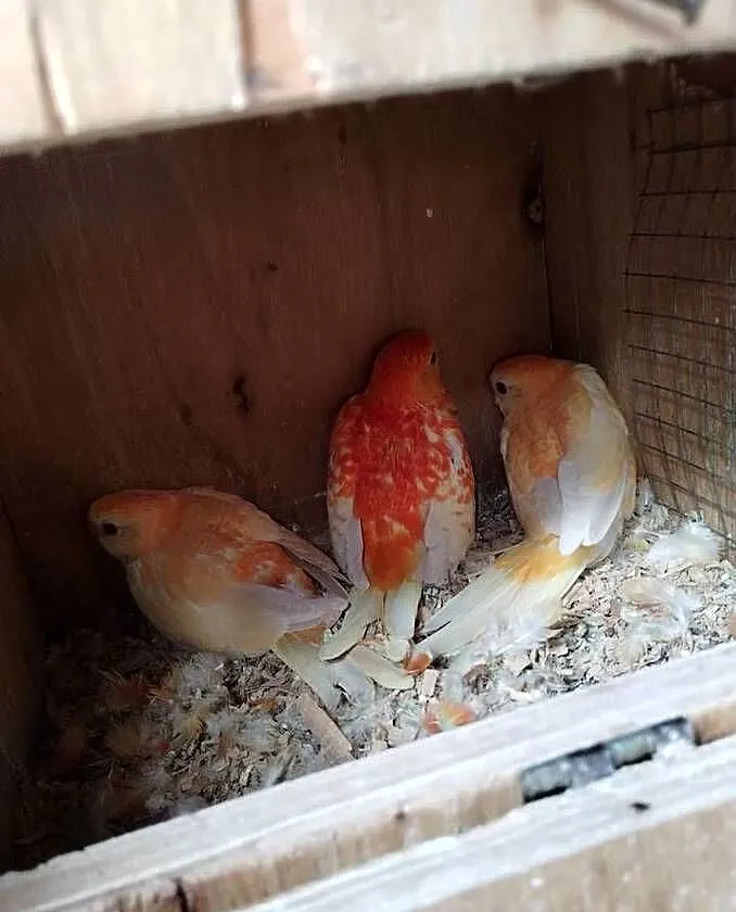 Sprzedam papugi różne, Pomorskie, Kościerzyna