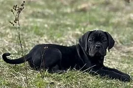 Piękna suczka Cane Corso ZKwP/FCI