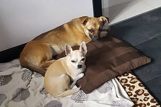 Calineczka - 6 miesięczna suczka do adopcji,  mazo