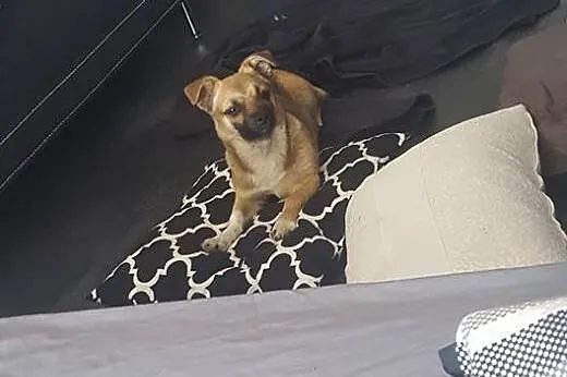 Calineczka - 6 miesięczna suczka do adopcji,  mazo