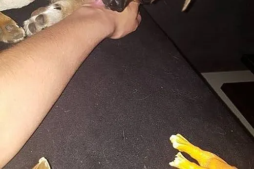 Calineczka - 6 miesięczna suczka do adopcji,  mazo