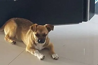Calineczka - 6 miesięczna suczka do adopcji,  mazo