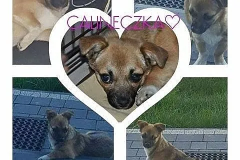 Calineczka - 6 miesięczna suczka do adopcji,  mazo