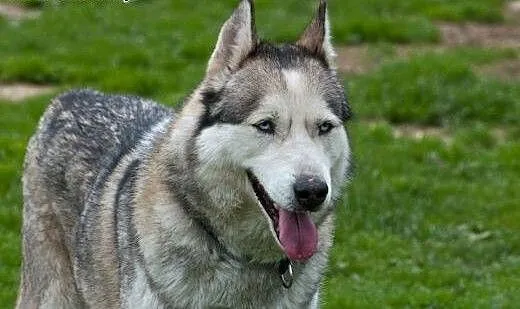 KUSKO- energiczny, inteligentny pies husky do adop