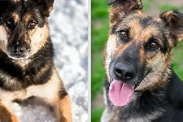 Leo - wspaniały towarzysz na każdą minutę Twojego 