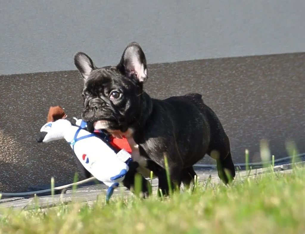 Adoptuj szczenięta francuskiego buldoga, Zachodniopomorskie, Szczecin