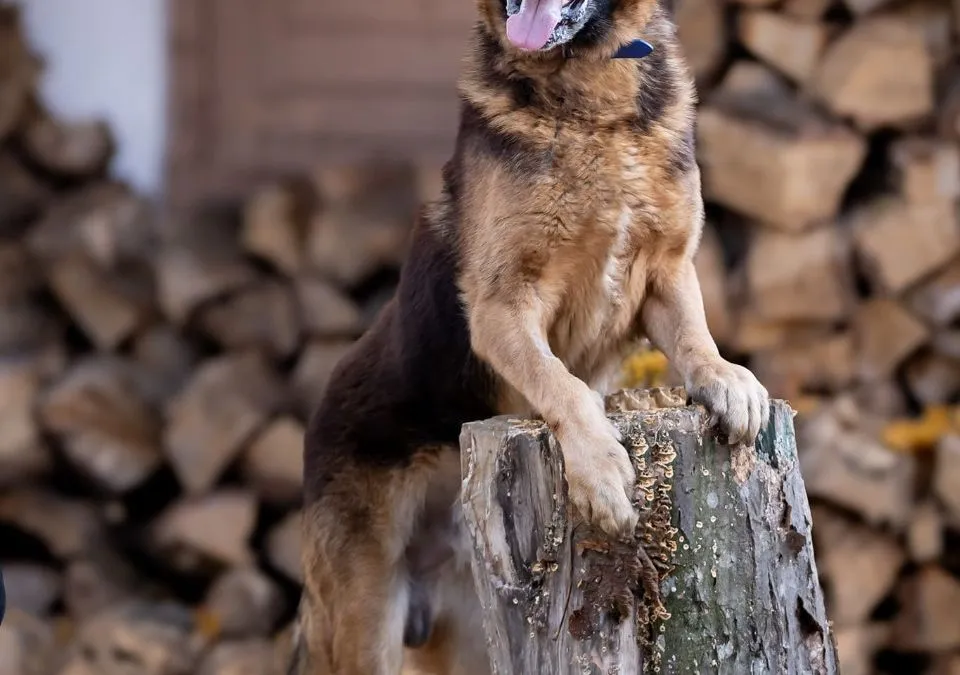 Baron - piękny, przyjazny OWCZAREK do adopcji!, , Warszawa