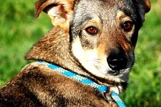 Fuksja niewielka, łagodna, spokojna suczka ADOPCJA,  małopolskie Kraków
