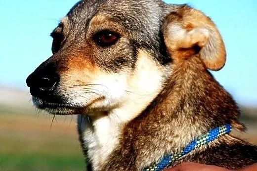 Fuksja niewielka, łagodna, spokojna suczka ADOPCJA