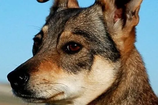 Fuksja niewielka, łagodna, spokojna suczka ADOPCJA