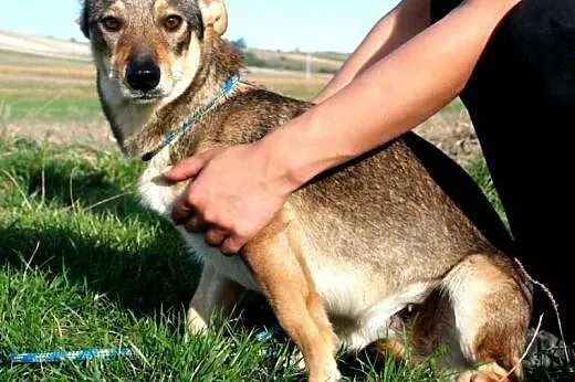 Fuksja niewielka, łagodna, spokojna suczka ADOPCJA