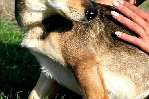 Fuksja niewielka, łagodna, spokojna suczka ADOPCJA