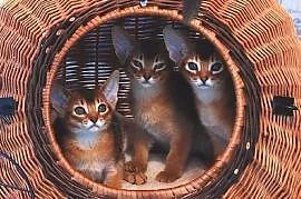 Kocięta Koty Abisyńskie Rodowodowe, Gdynia