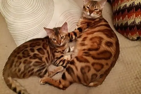 Bengalski kot -sa rozetowe kocięta
