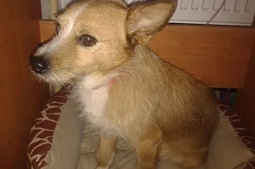Mały,szorstkowłosy w typie teriera Pluto szuka domu.ADOPCJA!,  śląskie Katowice