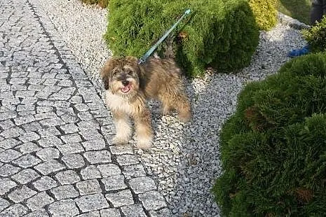 Czetromiesięczny szczeniak w typie briarda - czy z