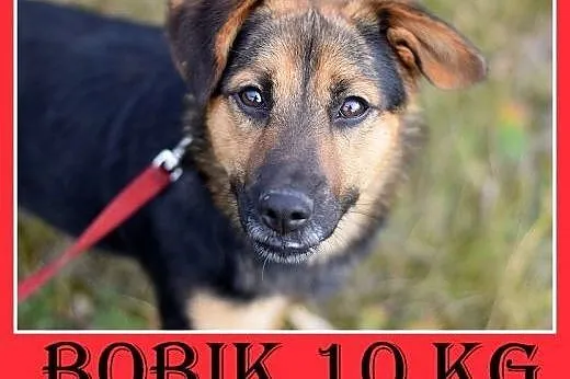 Z domu tymczasowego,mały 10kg,łagodny,wesoły,czujny piesek BOBIK.Adopcja,  śląskie Katowice