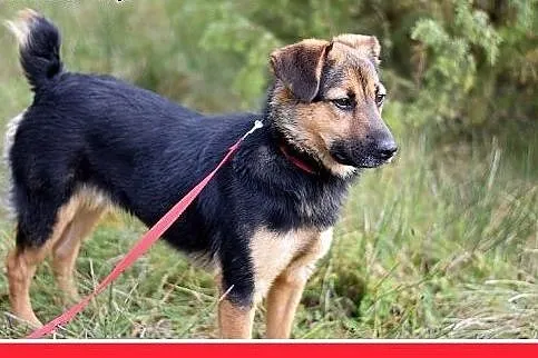 Z domu tymczasowego,mały 10kg,łagodny,wesoły,czujn