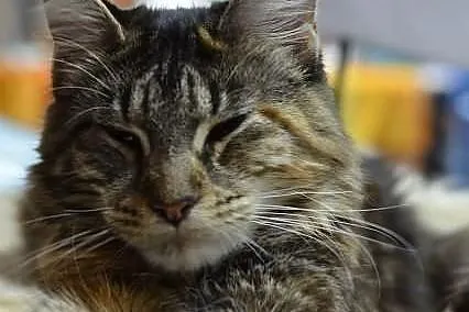 Mafia-szylkretowa kotka Maine Coon