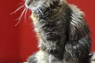 Mafia-szylkretowa kotka Maine Coon