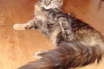 Mafia-szylkretowa kotka Maine Coon