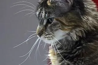 Mafia-szylkretowa kotka Maine Coon