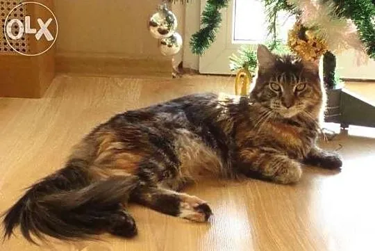 Mafia-szylkretowa kotka Maine Coon