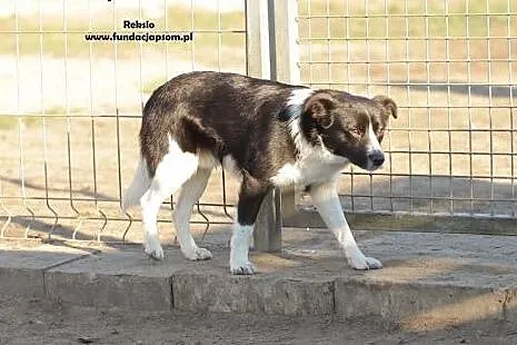 Reksio - spokojny psiak,  mazowieckie Nowy Dwór Ma