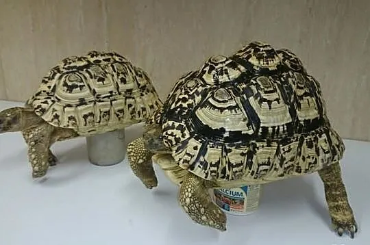 żółw lamparci-parka