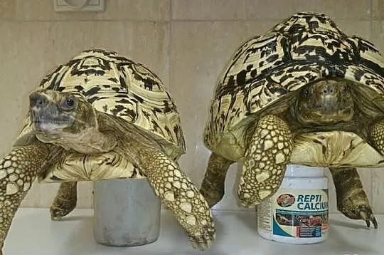żółw lamparci-parka