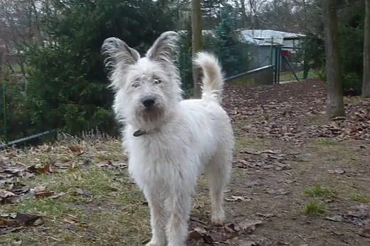 Fido psie dziecię szuka pilnie kochającego domku na zawsze, Kundelki cała Polska