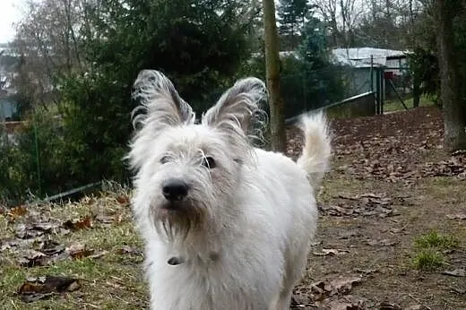 Fido psie dziecię szuka pilnie kochającego domku n