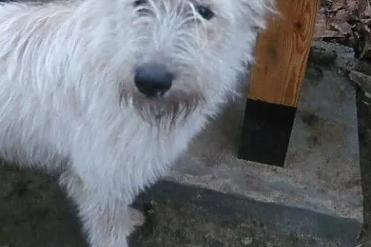 Fido psie dziecię szuka pilnie kochającego domku n