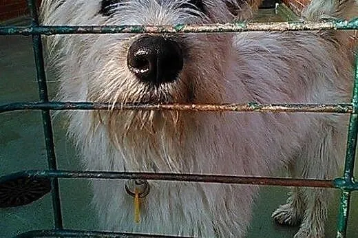 Fido psie dziecię szuka pilnie kochającego domku n