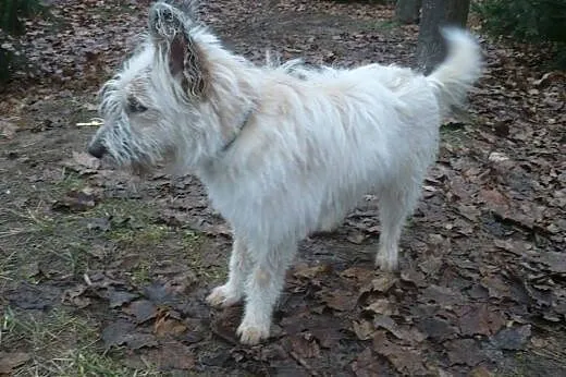 Fido psie dziecię szuka pilnie kochającego domku n