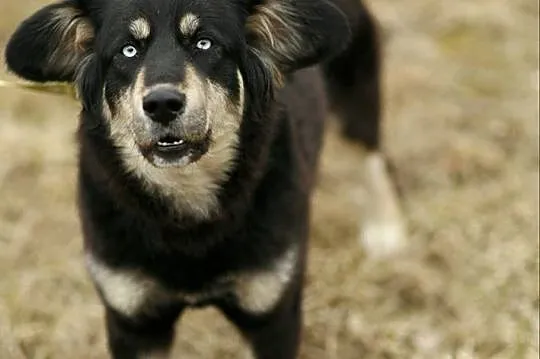 Błękitnooka Madra czeka na DOM!