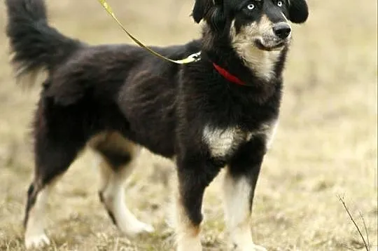 Błękitnooka Madra czeka na DOM!