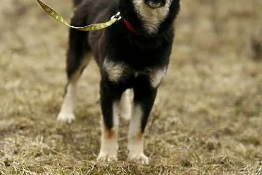 Błękitnooka Madra czeka na DOM!