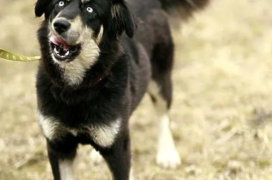 Błękitnooka Madra czeka na DOM!