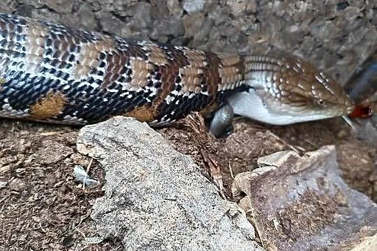 Scynk olbrzymi samica