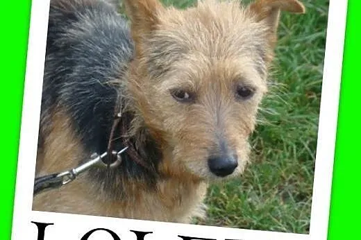 9 kg,terier australijski mix,przyjazny piesek LOLEK.Adopcja,  dolnośląskie Wrocław
