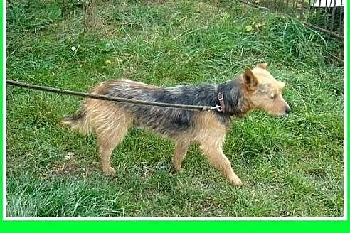 9 kg,terier australijski mix,przyjazny piesek LOLE