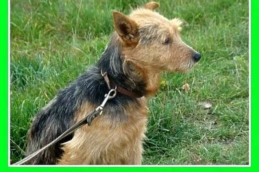 9 kg,terier australijski mix,przyjazny piesek LOLE