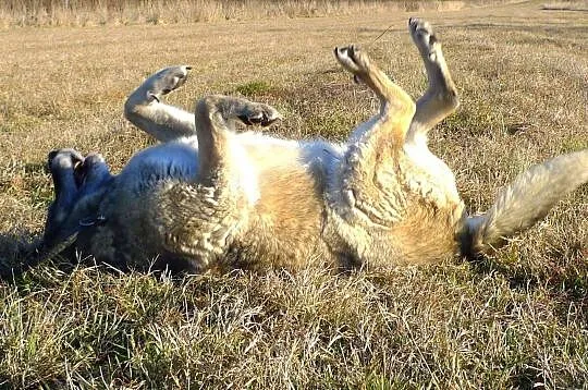 Pies przywiązuje się do człowieka-człowiek przywią