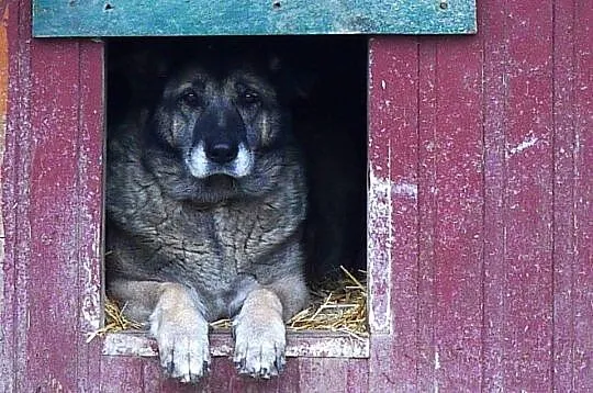 Pies przywiązuje się do człowieka-człowiek przywią