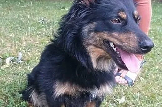 Marwin-młodziutki,mały piesek,adopcja!!,  świętokr